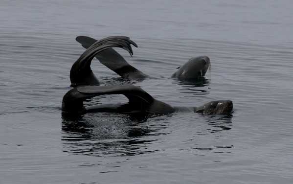 Northern Fur Seals